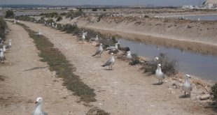 Realizaran visita guiada Ornitológica en el Parque Regional de Las Salinas